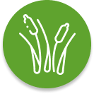 Reeds