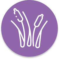 Reeds